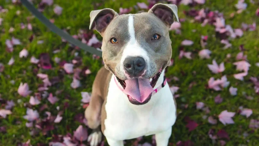 Best Medium-Sized Dog Breeds for Families