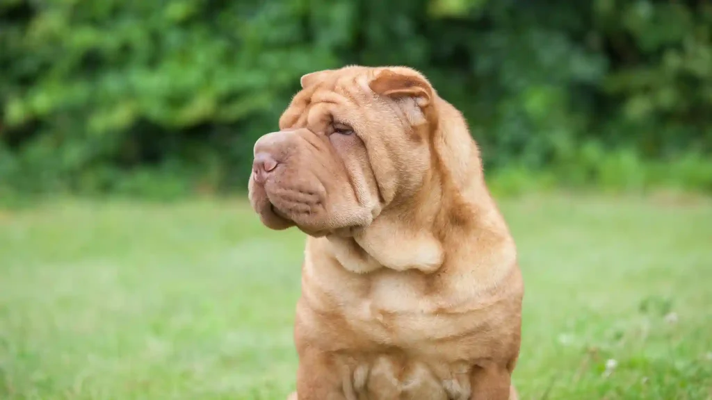 Best Medium-Sized Dog Breeds for Families