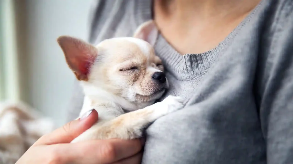 Best Dog Breeds for Anxiety Support 