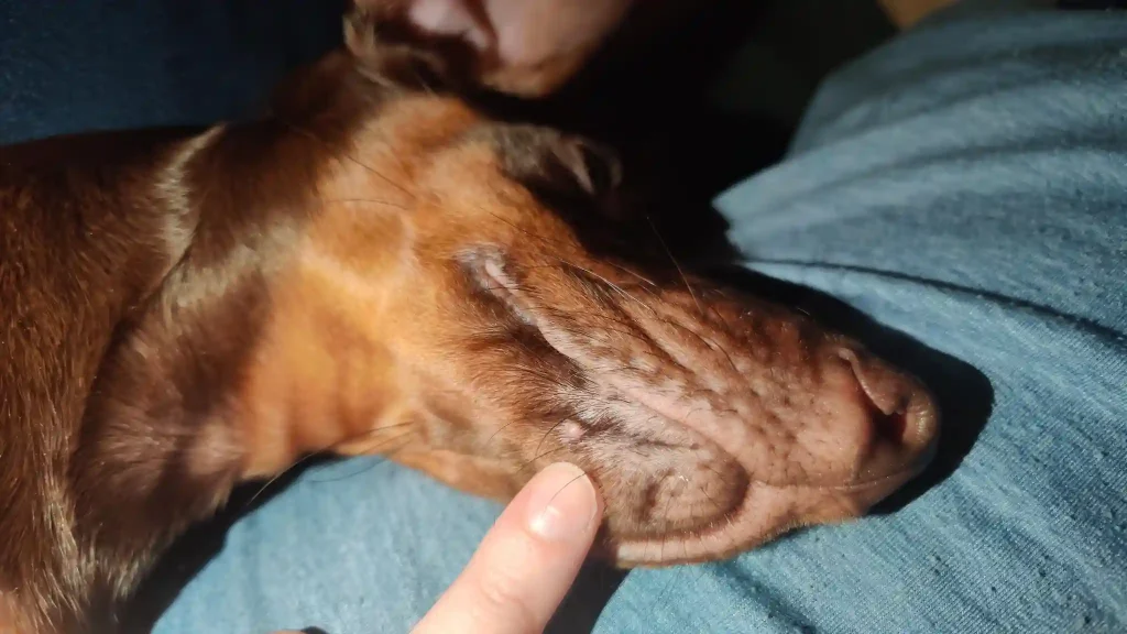 Dog Keratin Growth