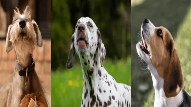 Stop Excessive Dog Barking