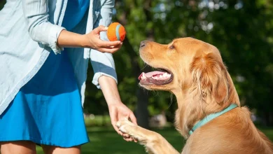 Pet Training Near Me