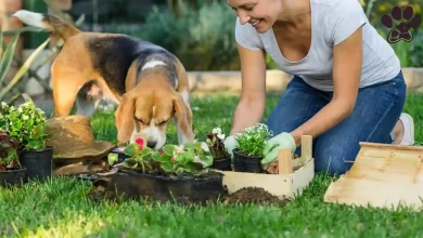 Grow a Garden Pet Guide