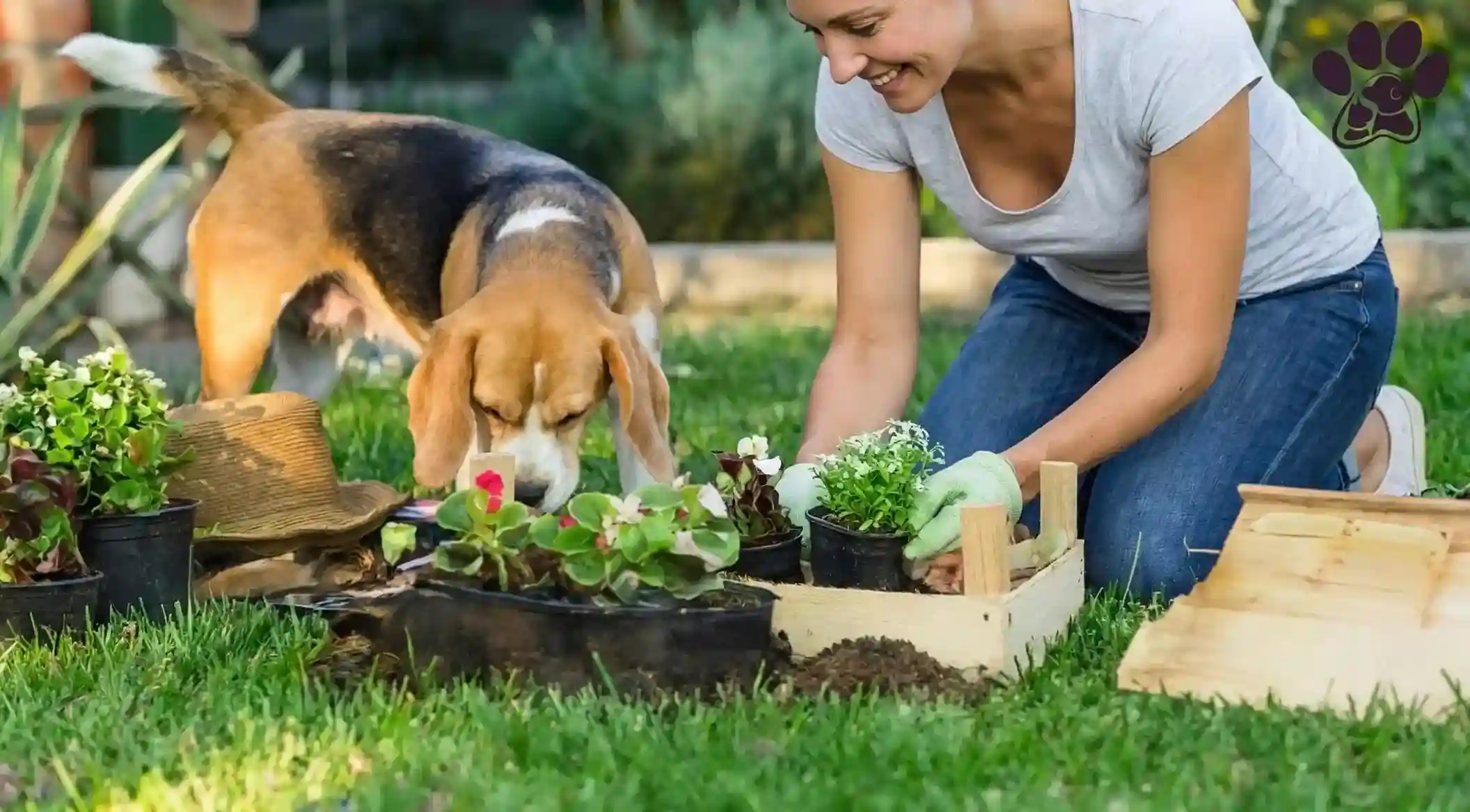 Grow a Garden Pet Guide