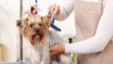 Dog Grooming Near Me