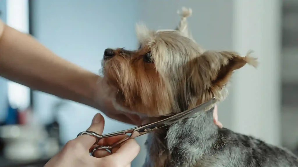 Dog Grooming