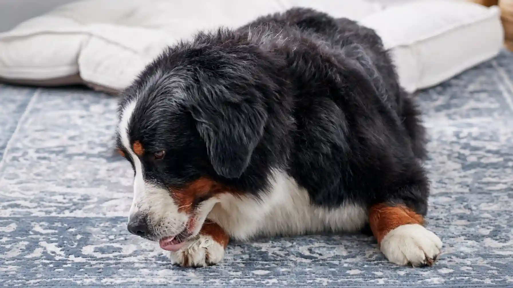 Dog Lick Their Paws