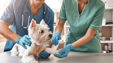 Groom a Dog After Surgery
