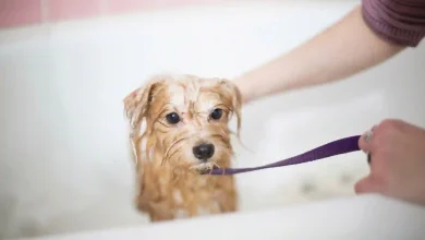 Dog Grooming Tips