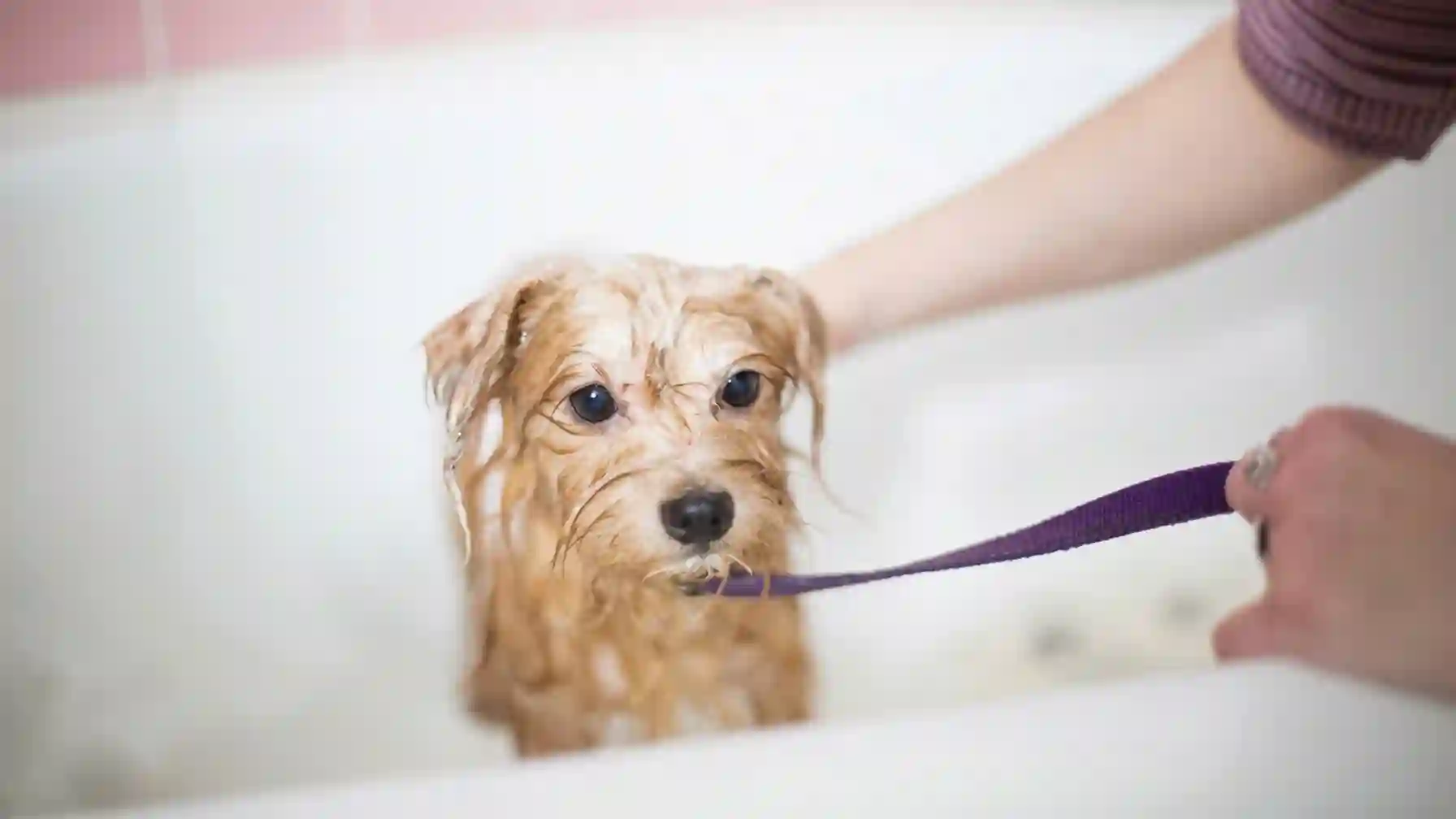Dog Grooming Tips