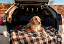 Dog Car Sickness Home Remedies
