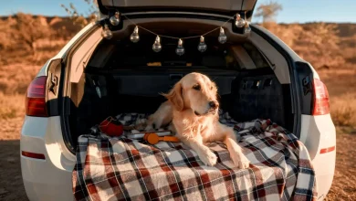 Dog Car Sickness Home Remedies