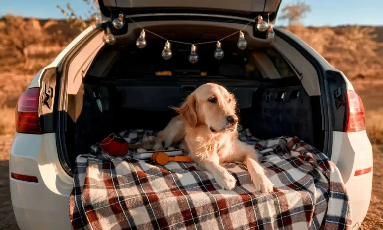 Dog Car Sickness Home Remedies