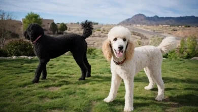 Trim a Poodle's Face