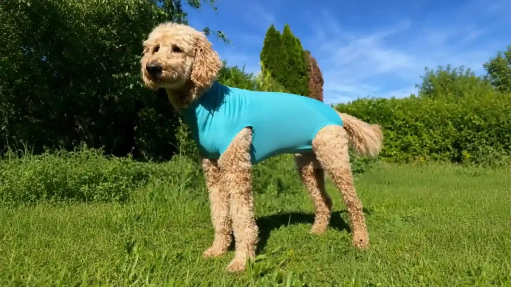 Groom a Dog After Surgery