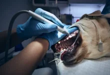 Dog After Dental Surgery