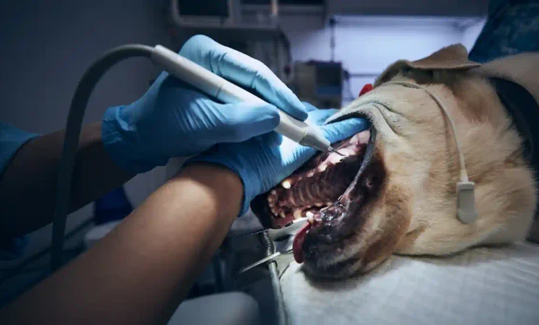 Dog After Dental Surgery