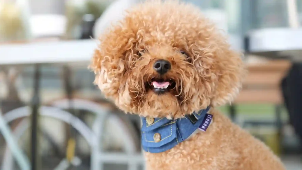 Trim a Poodle's Face