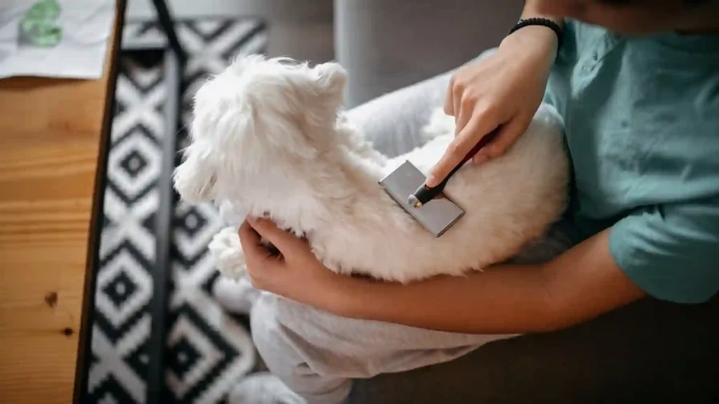 Dog Grooming Tips