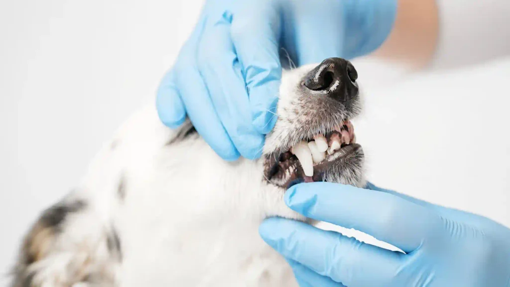 Dog After Dental Surgery