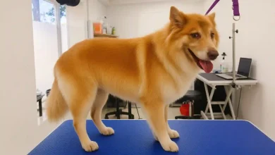 Groom a Double-Coated Dog at Home