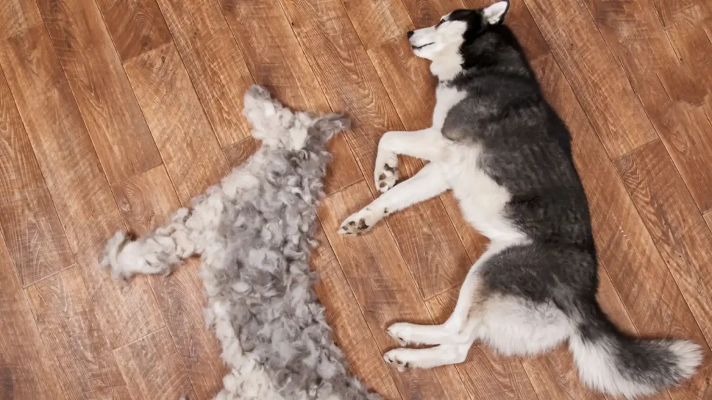 Dog Shedding