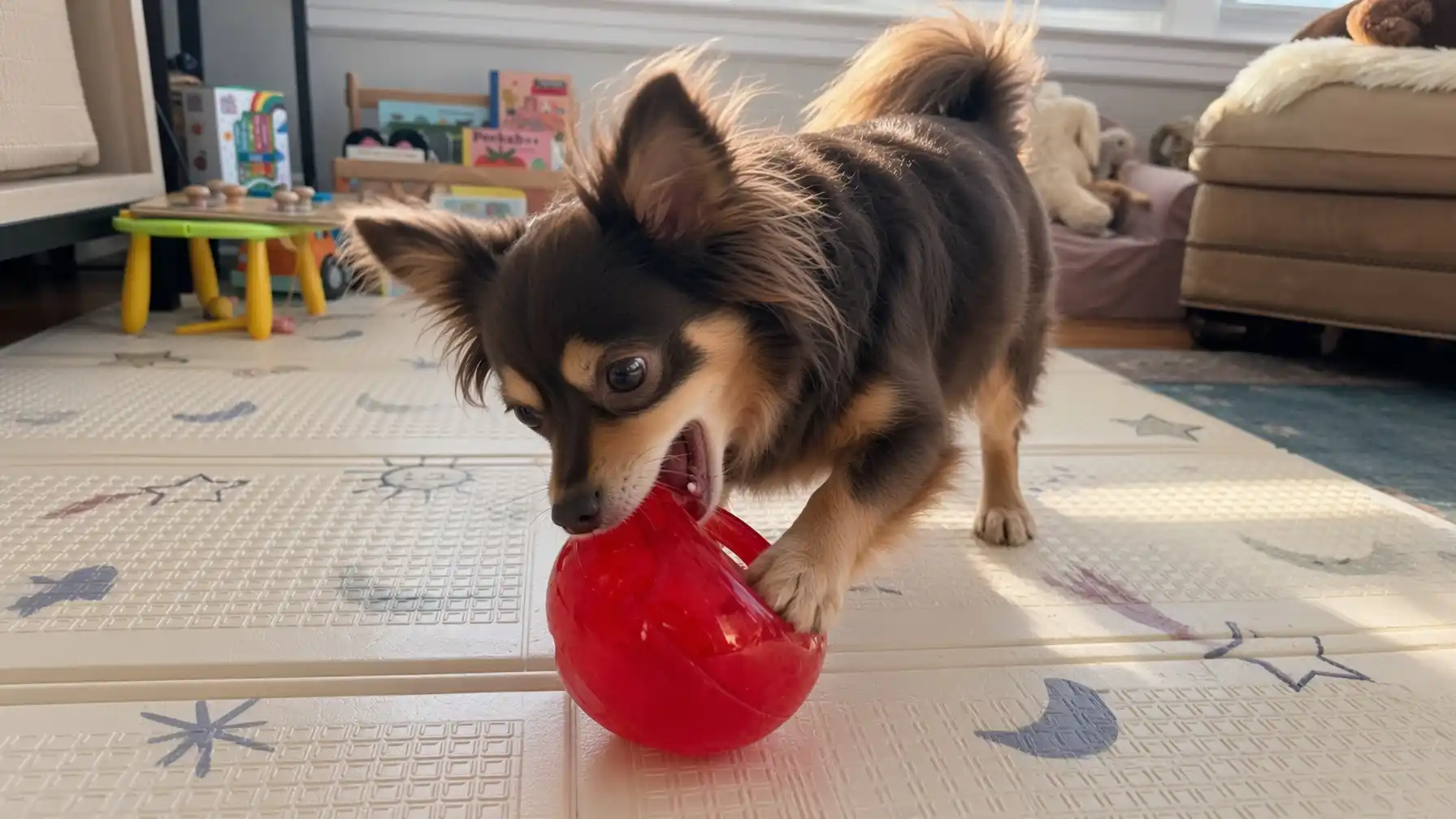 Toys for Bored Dogs