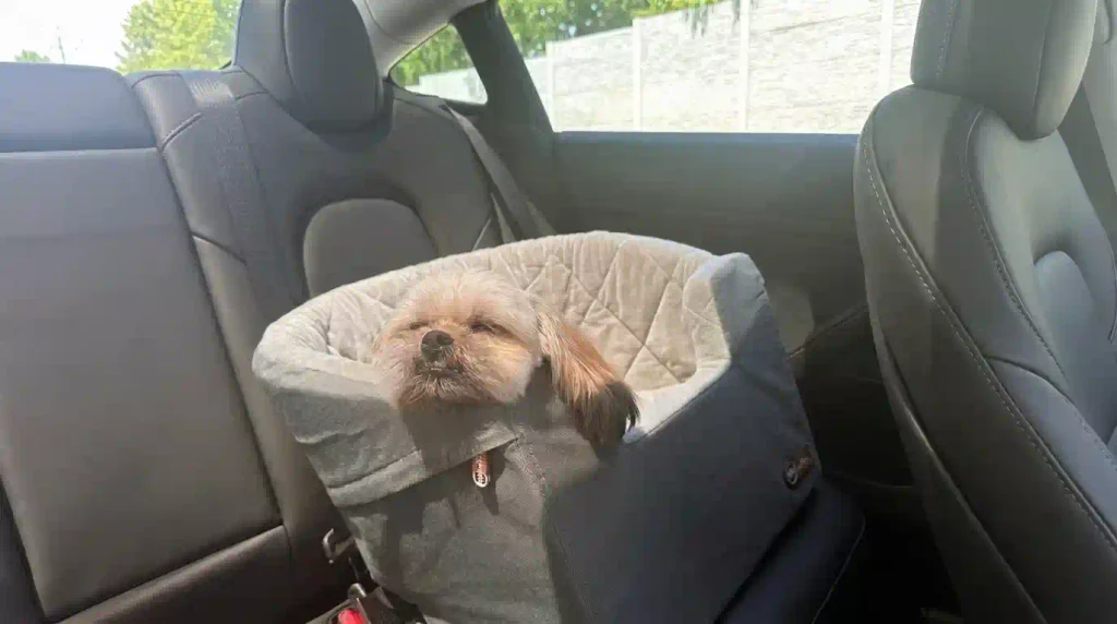 Best Travel Crate for Anxious Dogs