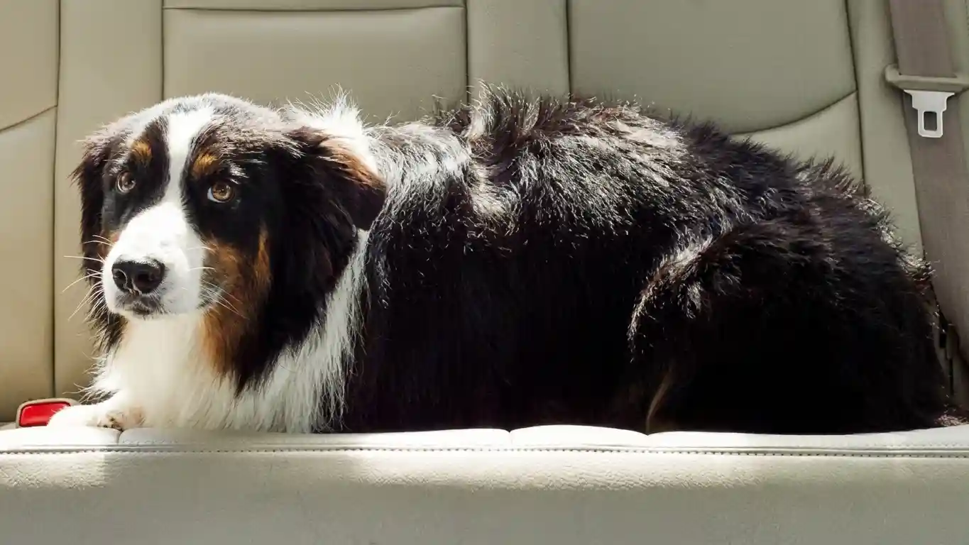 Best Travel Crate for Anxious Dogs