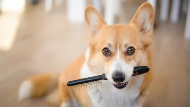 Best Brush for Dogs