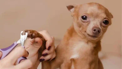 Dog Nail Quick Bleeding Home Treatments: 7 Treatments & How to Childproof Your Home for a New Puppy