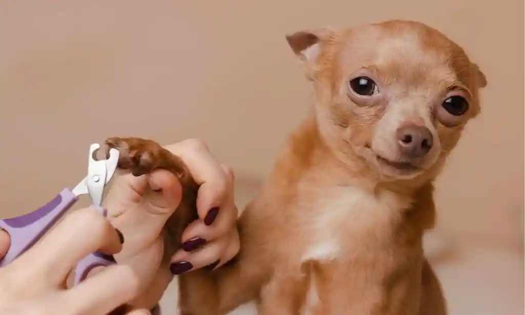 Dog Nail Quick Bleeding Home Treatments: 7 Treatments & How to Childproof Your Home for a New Puppy