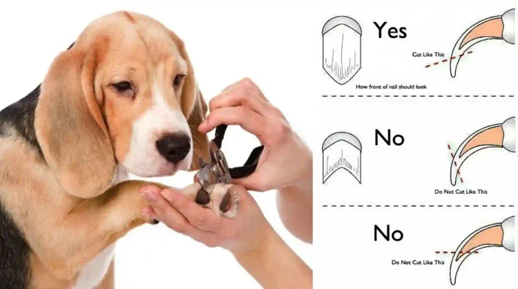 Dog Nail Quick Bleeding Home Treatments