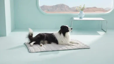 Best Cooling Mats for Dogs in Summer