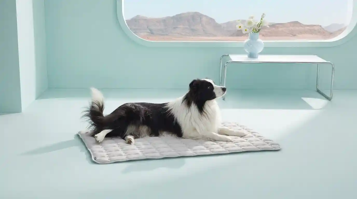 Best Cooling Mats for Dogs in Summer