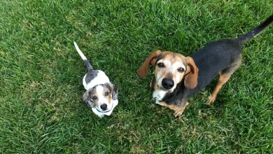 New Puppy