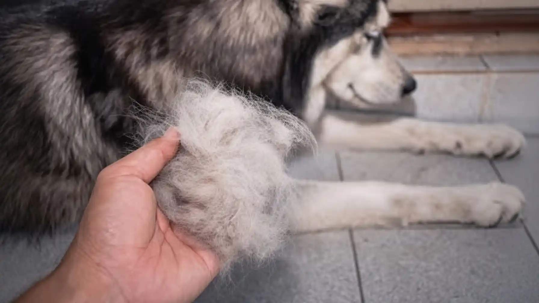 Dog Shedding