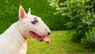 Dog Breeds