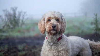 LabradoodleCoat