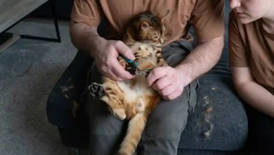Trim Cat Nails