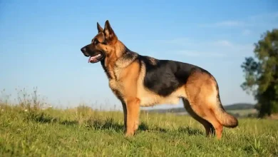 German Shepherds