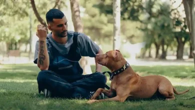 Pitbulls