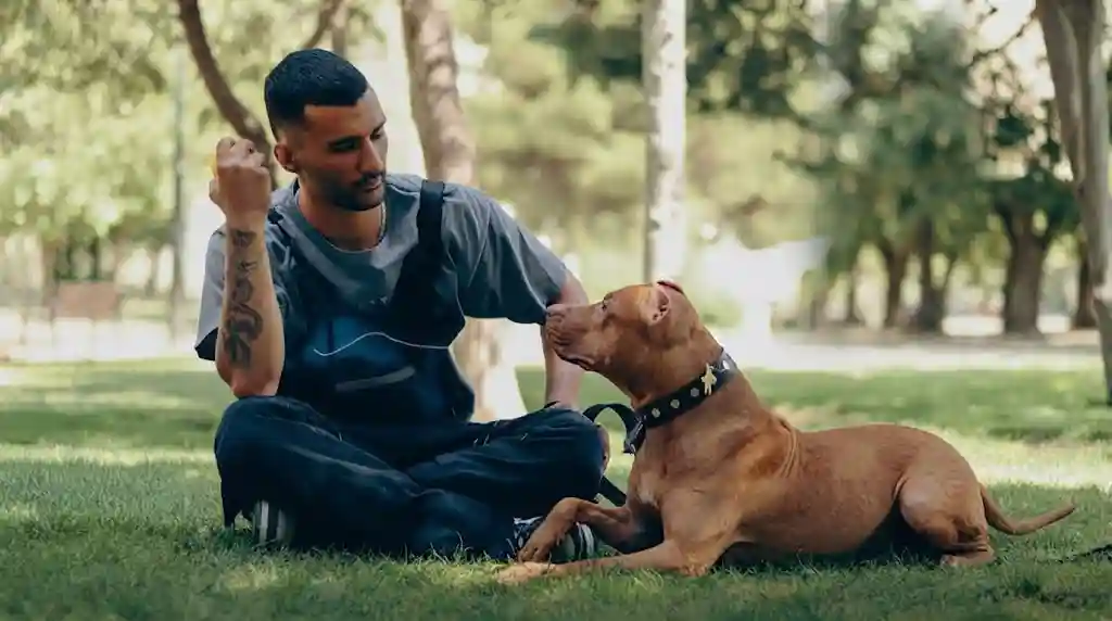 Pitbulls