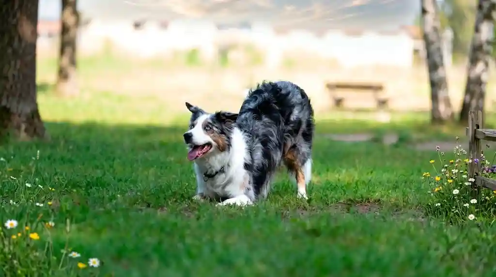 Diverse Dog Breeds