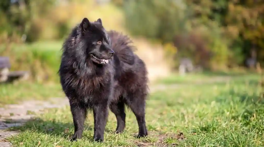 Dog Breeds