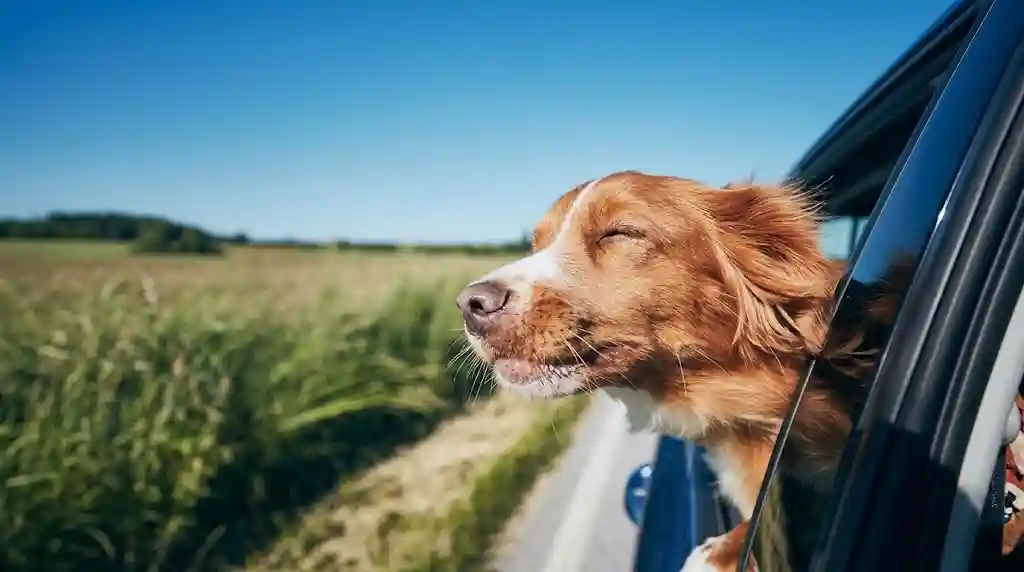Canine Companion
