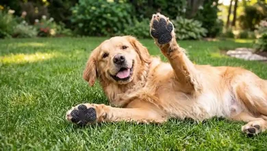 Protective Paws