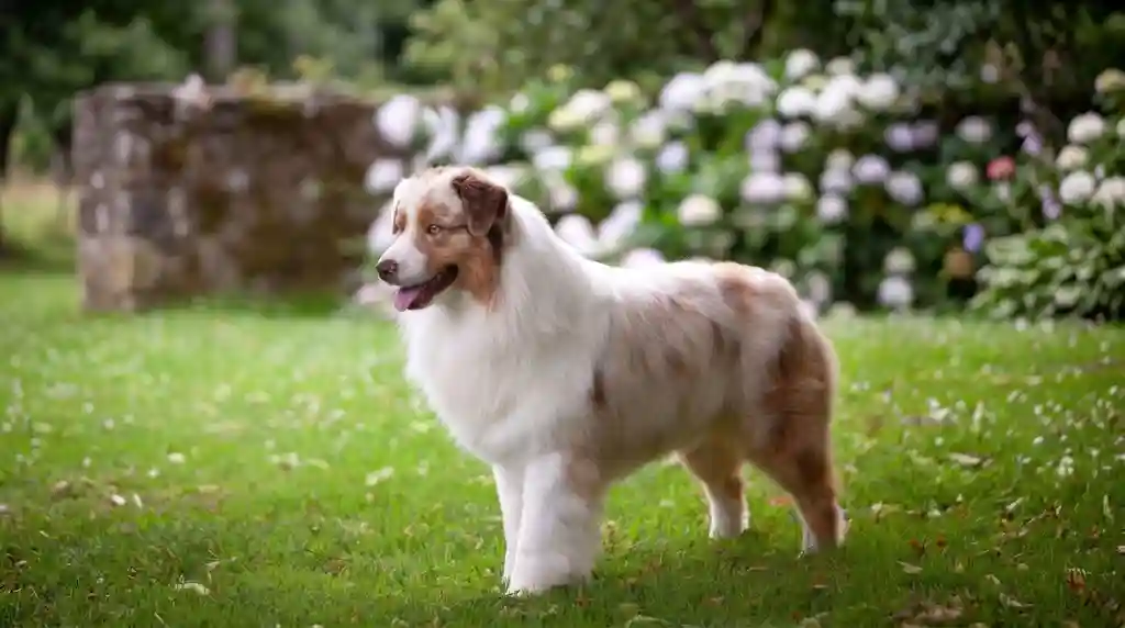 Australian Canines