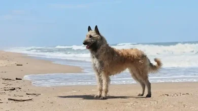 Diverse Dog Breeds