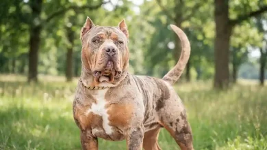 American Bullies